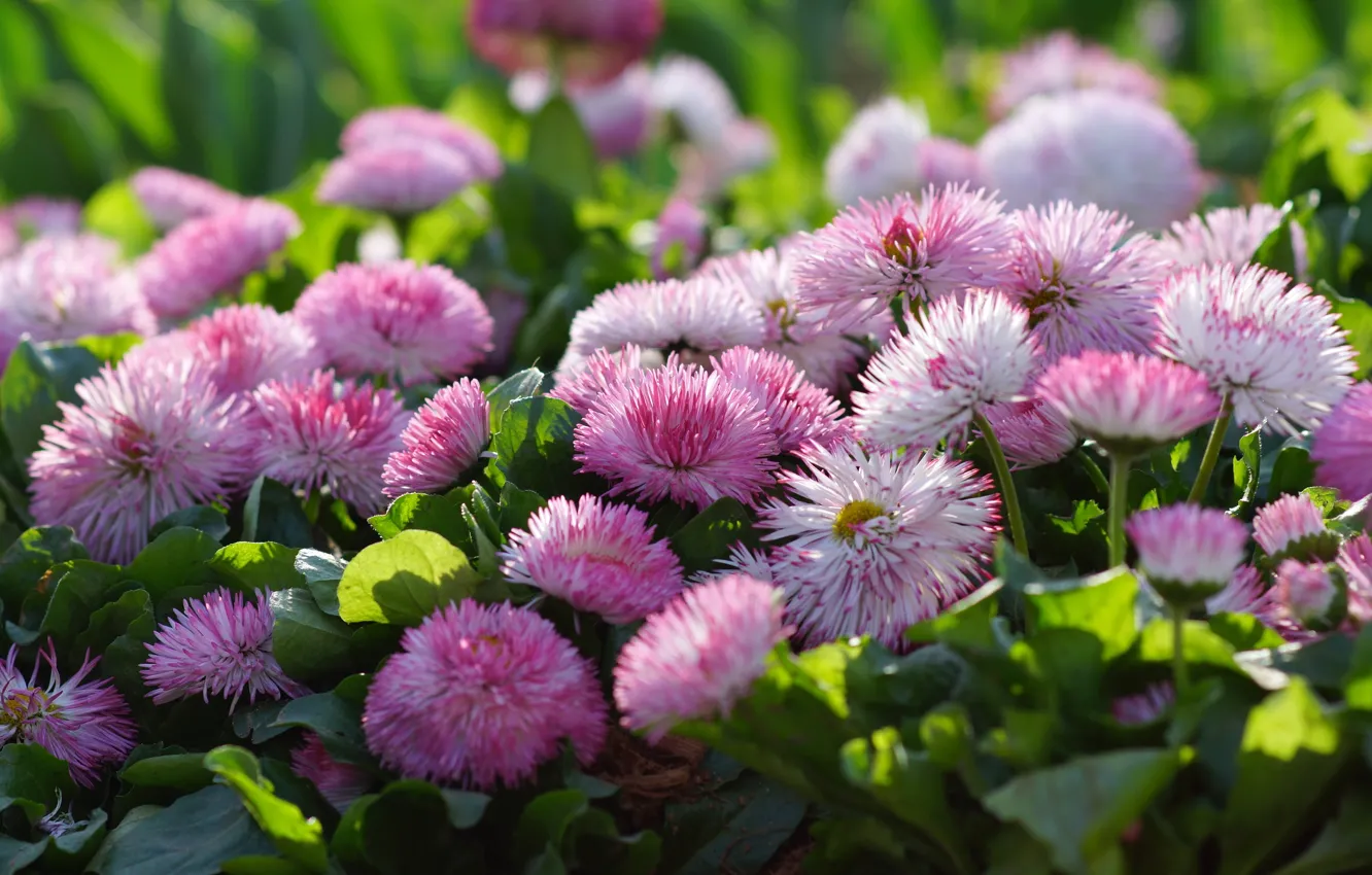 Photo wallpaper macro, pink, Daisy