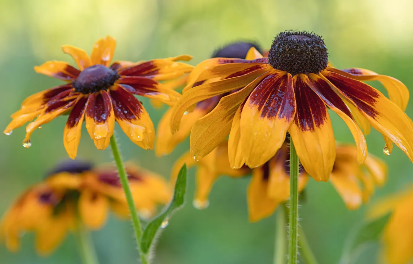 Photo wallpaper flowers, yellow, rudbeckia