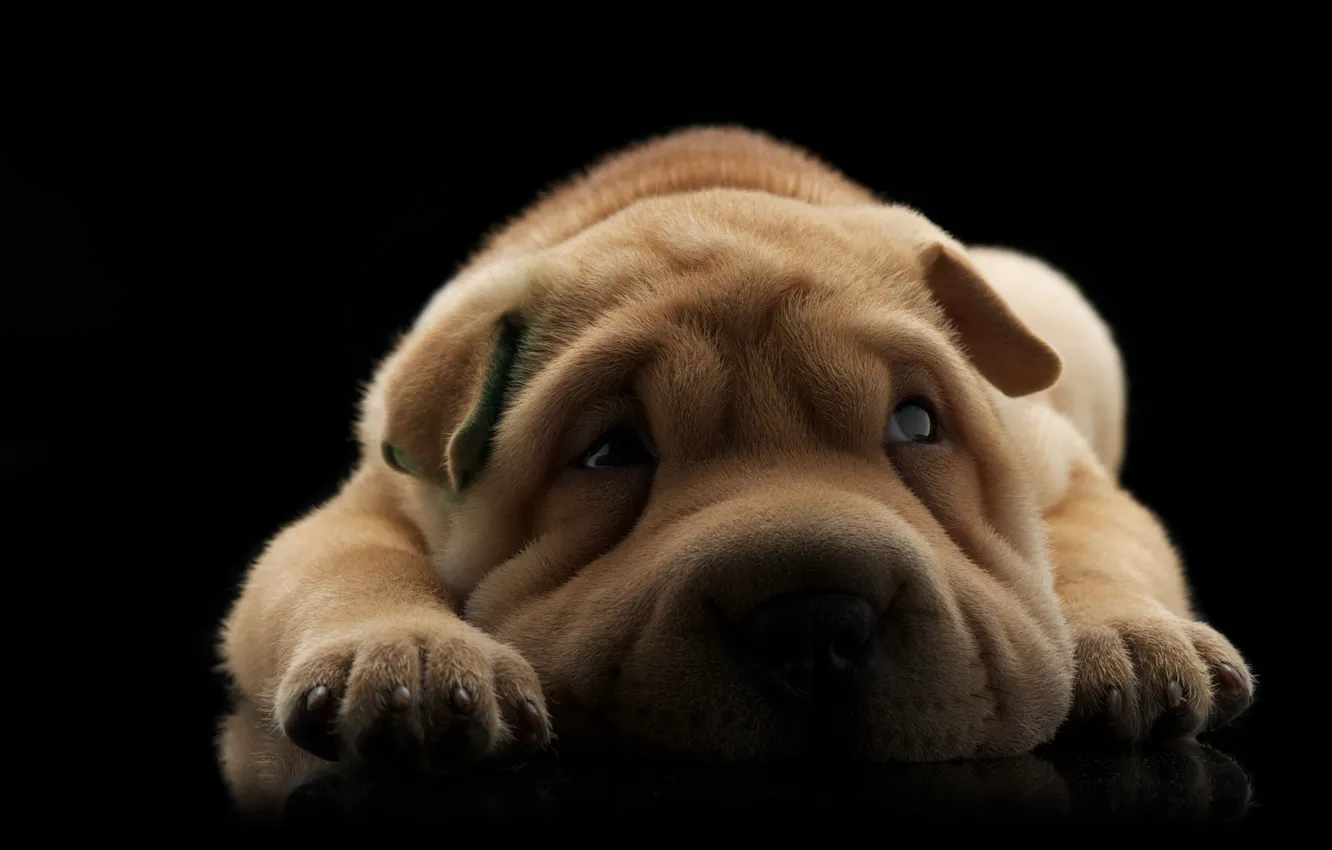 Photo wallpaper dog, Sharpay, puppy