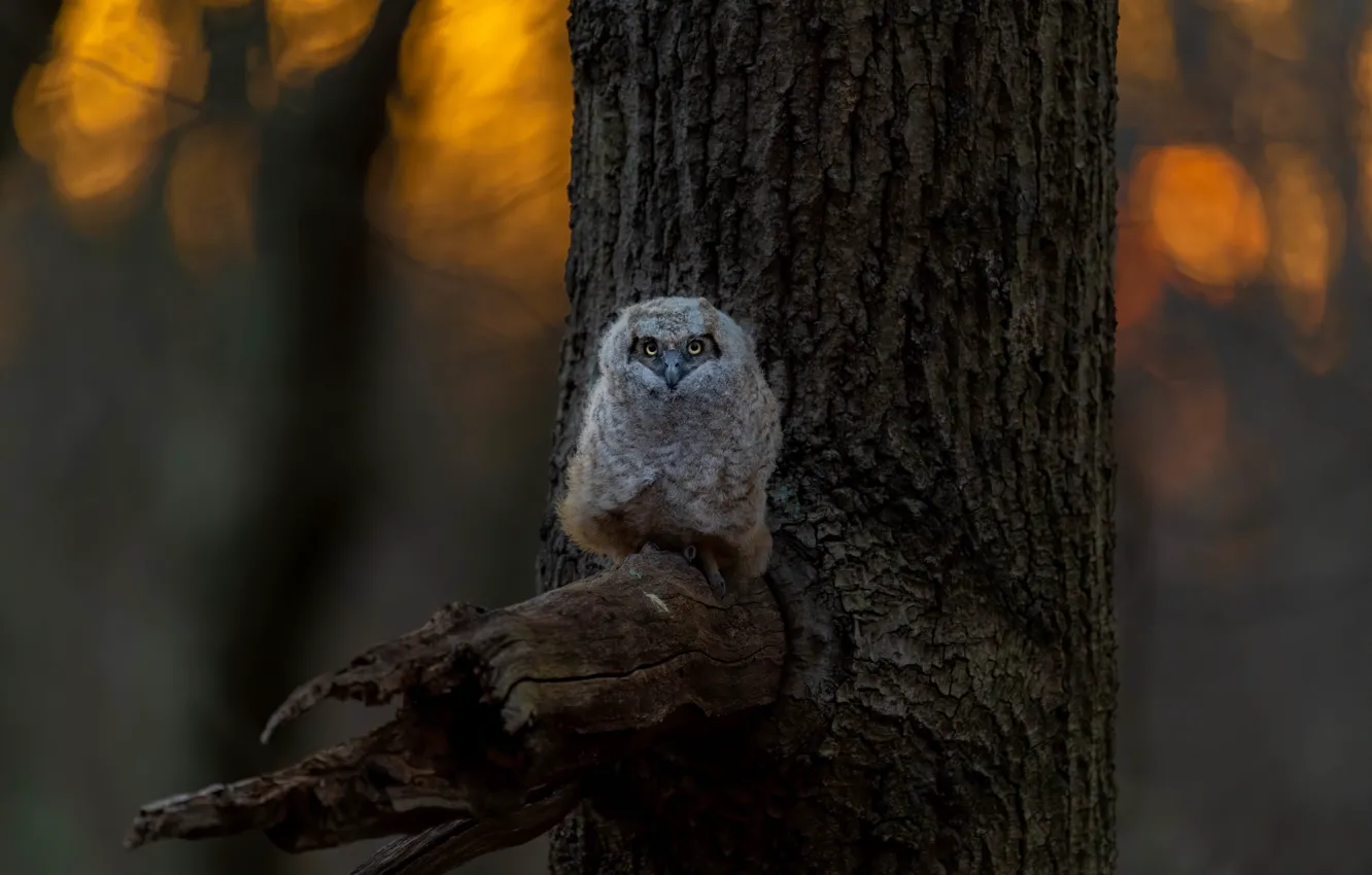 Photo wallpaper forest, light, trees, owl, bird, owlet