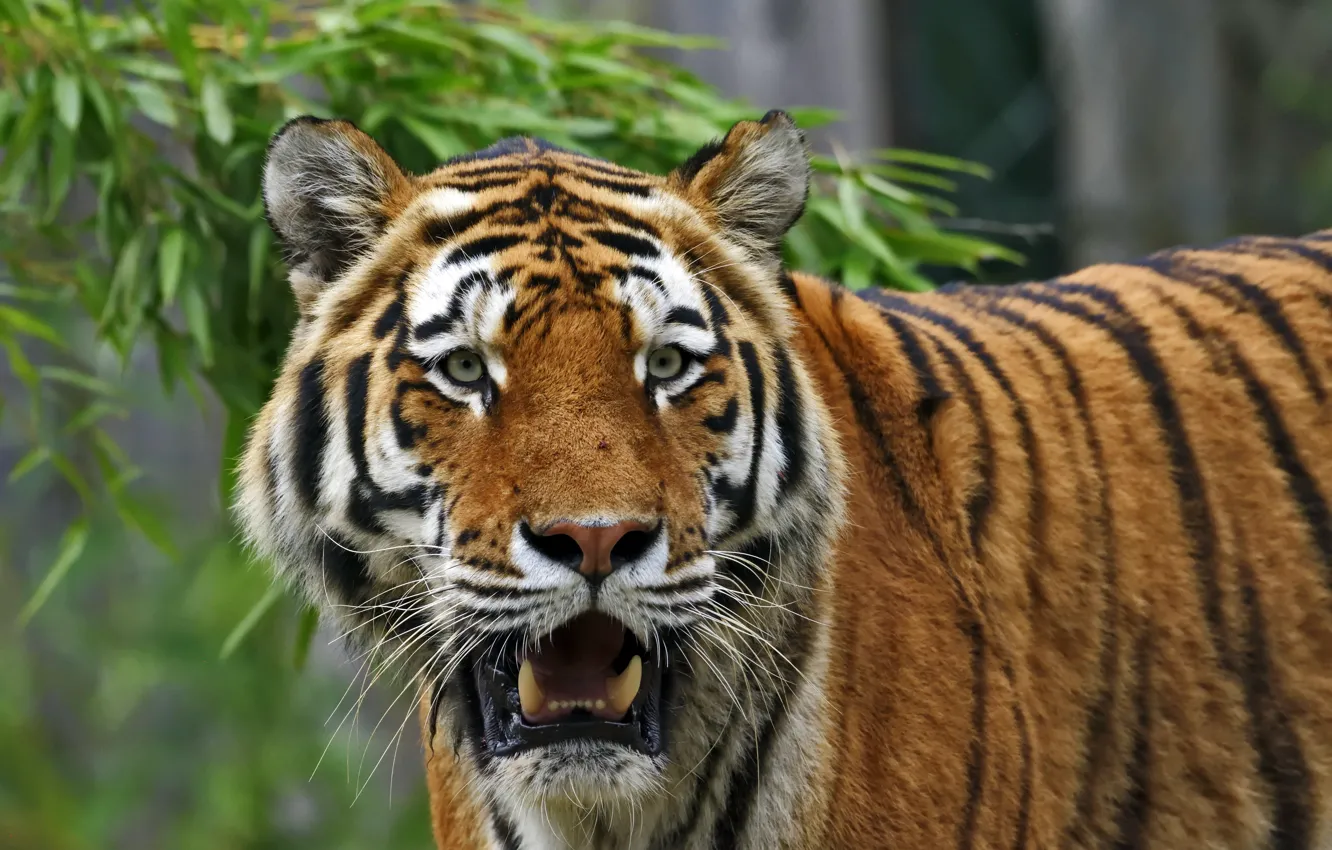 Photo wallpaper cat, look, face, tiger, Amur