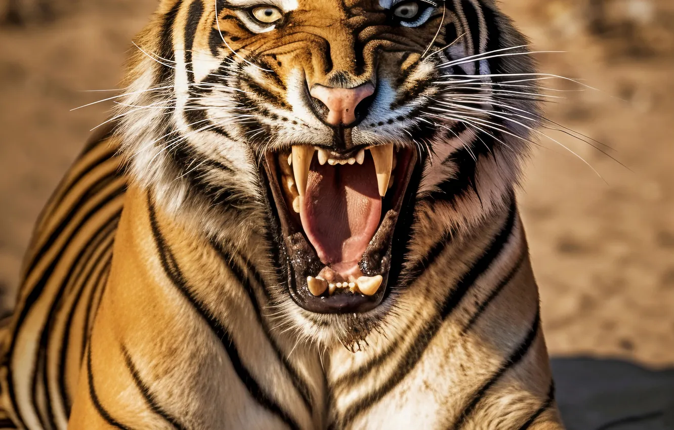 Photo wallpaper look, face, tiger, predator, mouth, fangs, grin, evil