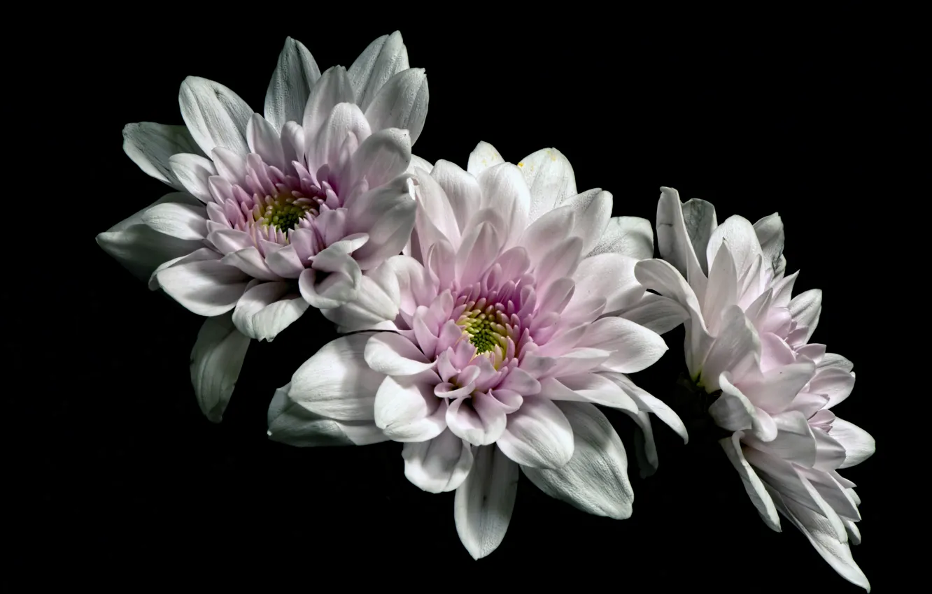 Photo wallpaper flowers, chrysanthemum, the dark background