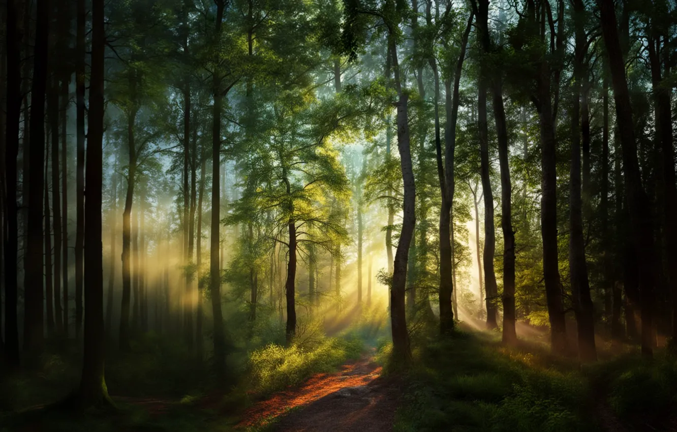Photo wallpaper forest, the sun, light, trees, landscape, nature, morning, sunlight