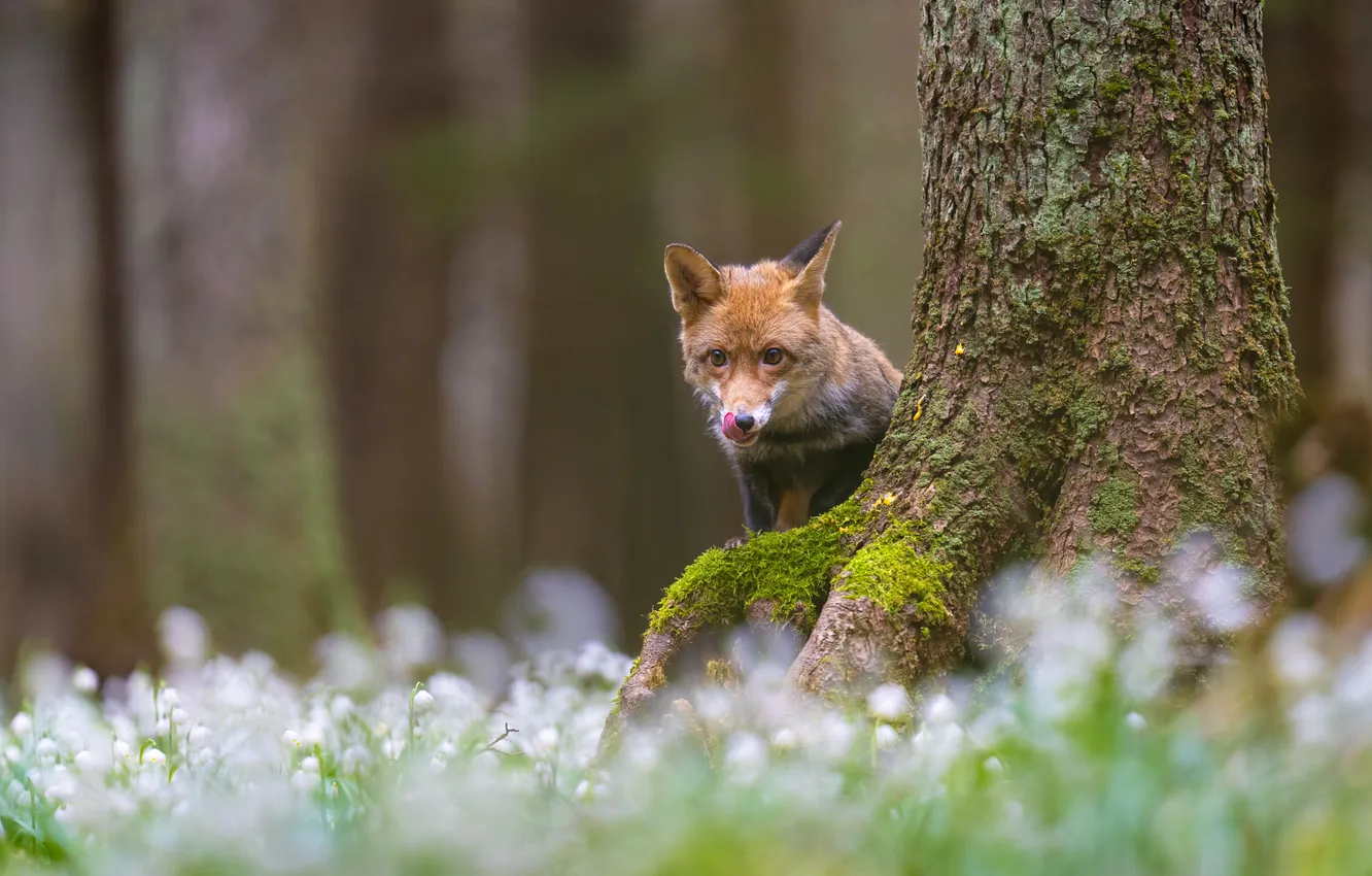 Photo wallpaper trees, flowers, glade, spring, snowdrops, Fox, face, bokeh