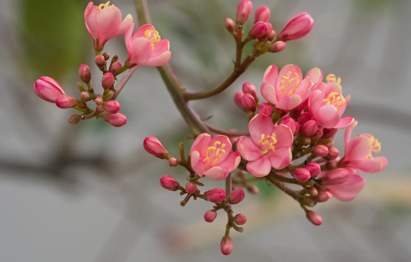 Photo wallpaper flowers, branch, spring, pink, flowering