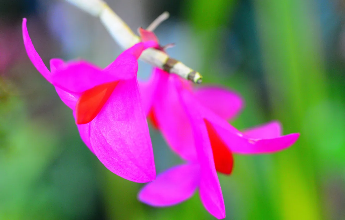 Photo wallpaper flowers, nature, plant, petals