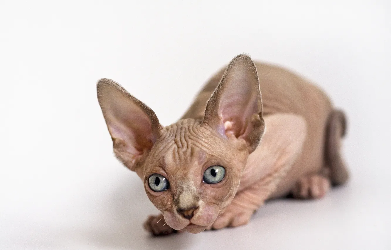 Photo wallpaper eyes, cat, look, Koshak, Sphinx