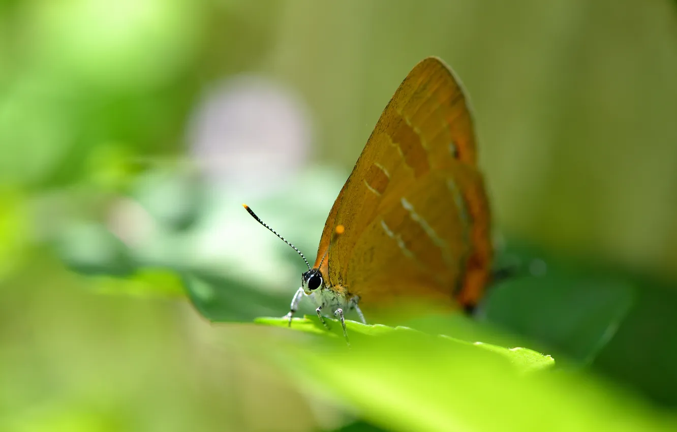 Photo wallpaper leaves, butterfly, blur