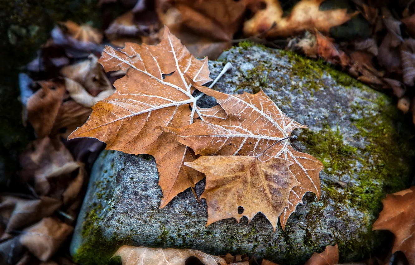 Photo wallpaper autumn, leaves, nature