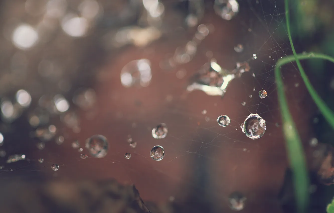 Photo wallpaper greens, drops, macro, background, web, blur, maсro