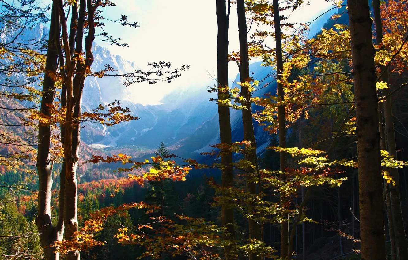 Photo wallpaper autumn, forest, mountains, nature