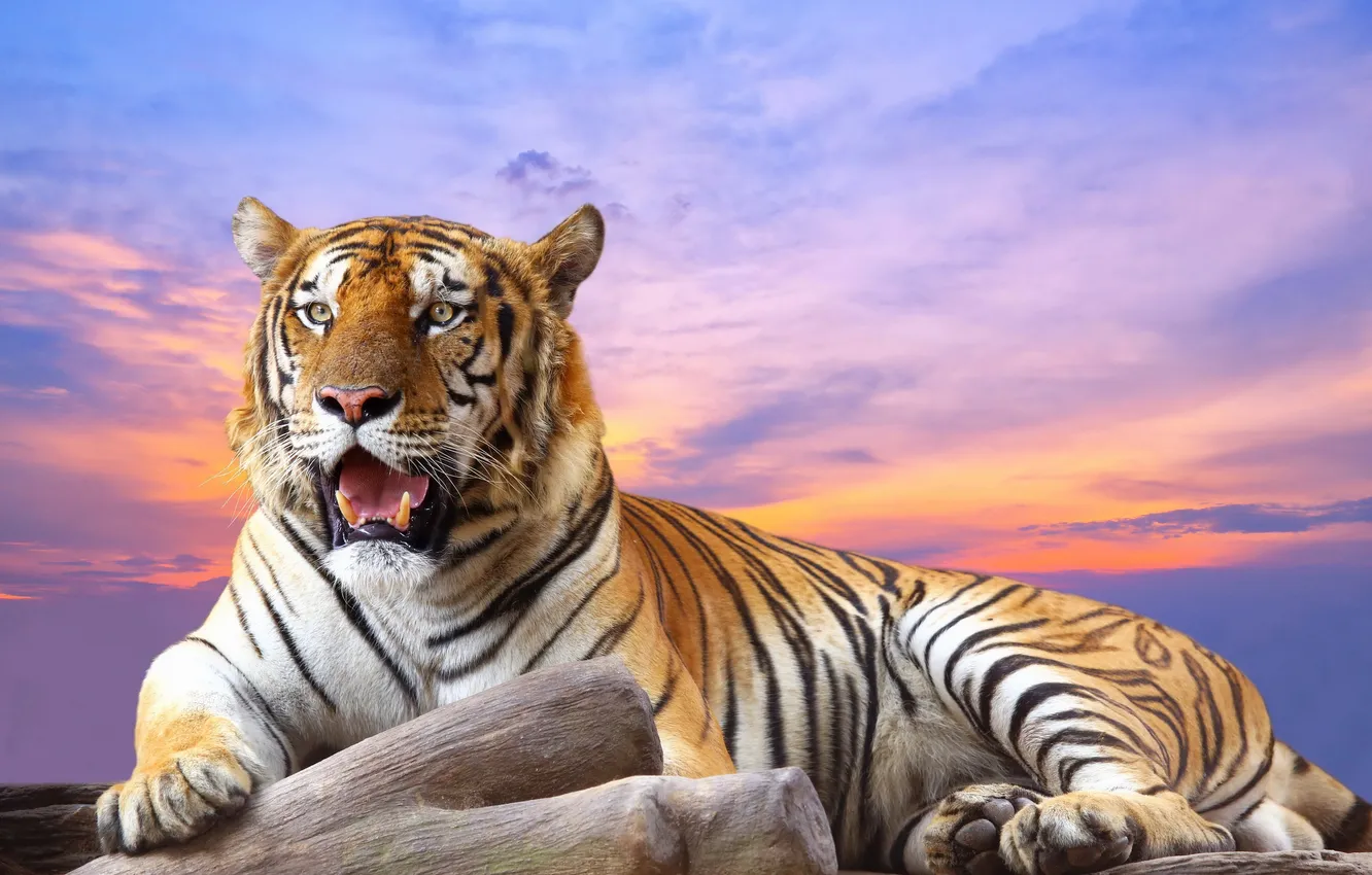 Photo wallpaper the sky, tiger, predator