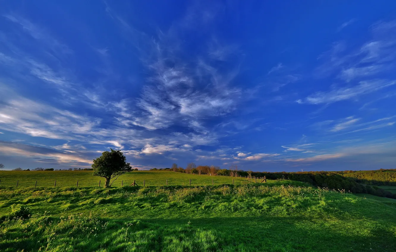 Photo wallpaper field, trees, landscape, morning