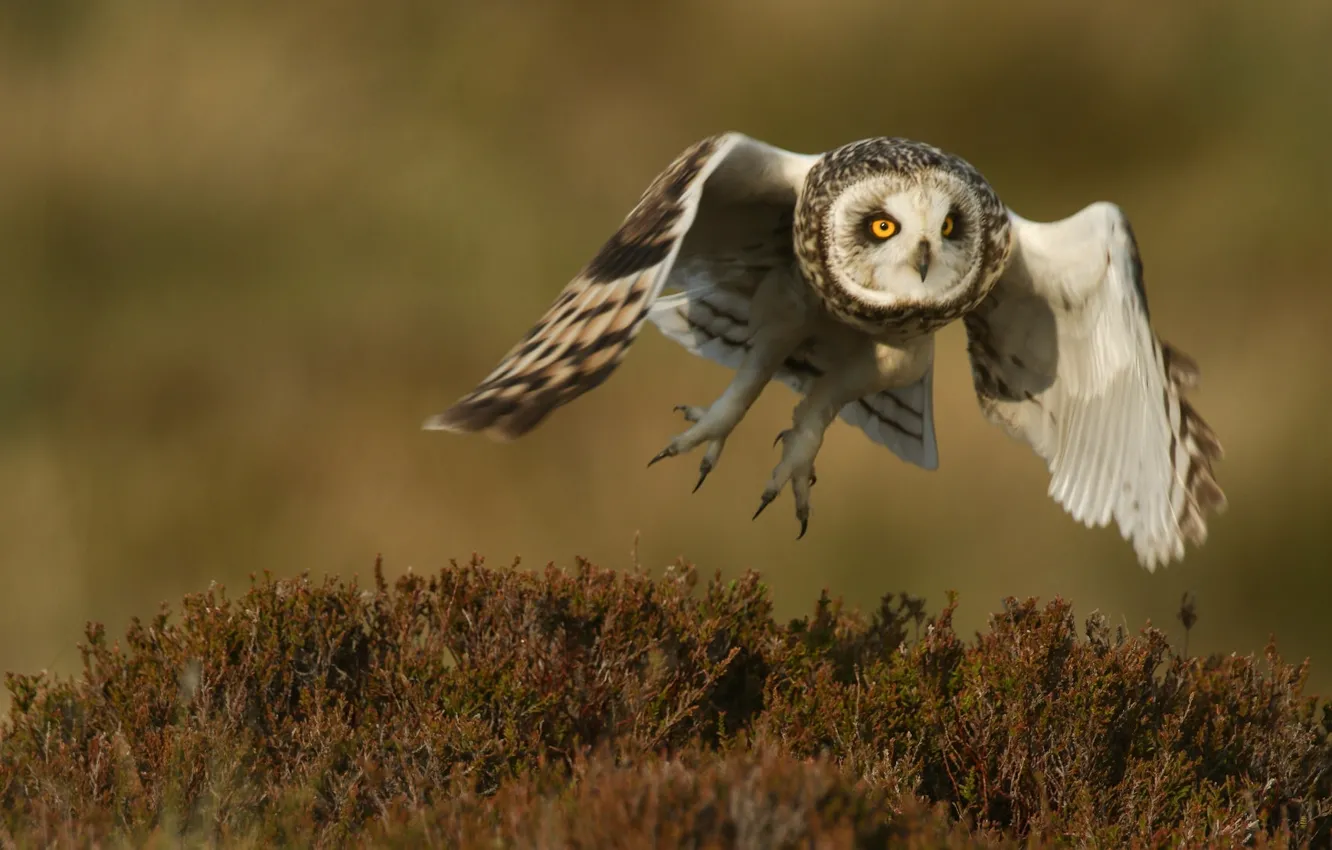 Photo wallpaper owl, bird, wings, flight, Short-eared owl