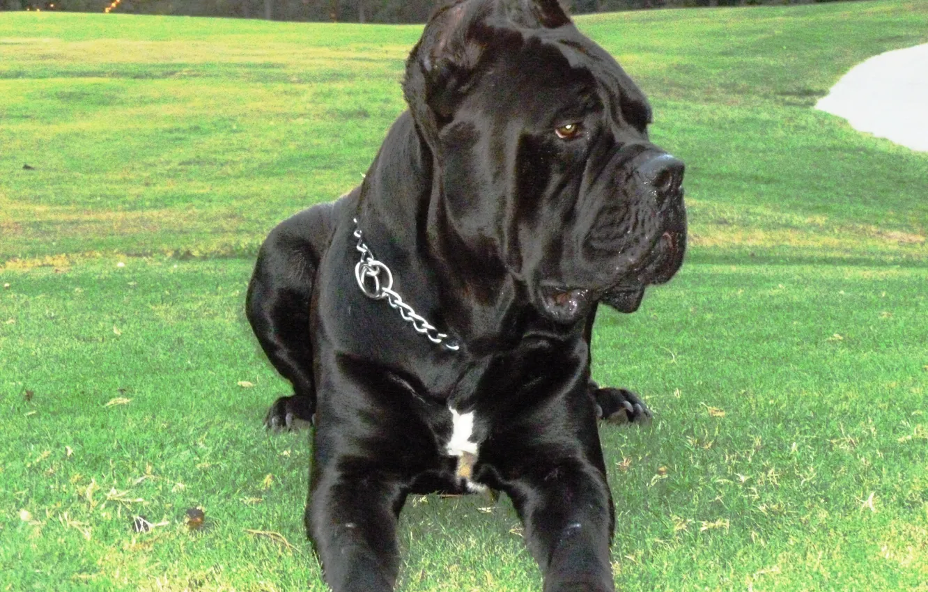 Photo wallpaper Champion, Nero, Cassie, Breeder, Stud Service, Italian Mastiff, Brusco's, Puppies