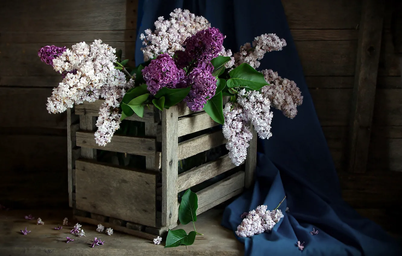 Photo wallpaper flowers, box, lilac