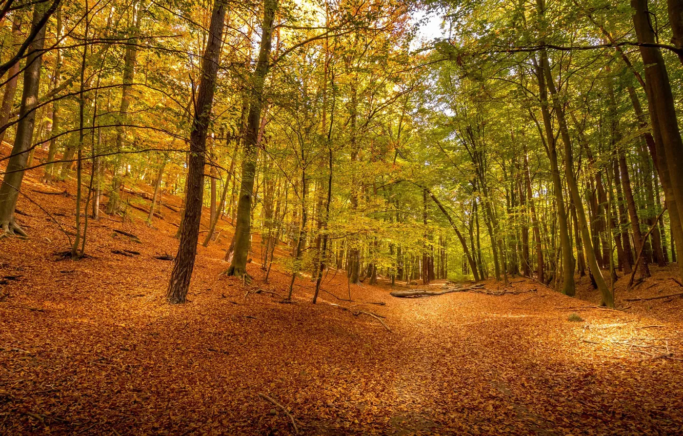 Photo wallpaper autumn, forest, trees, foliage