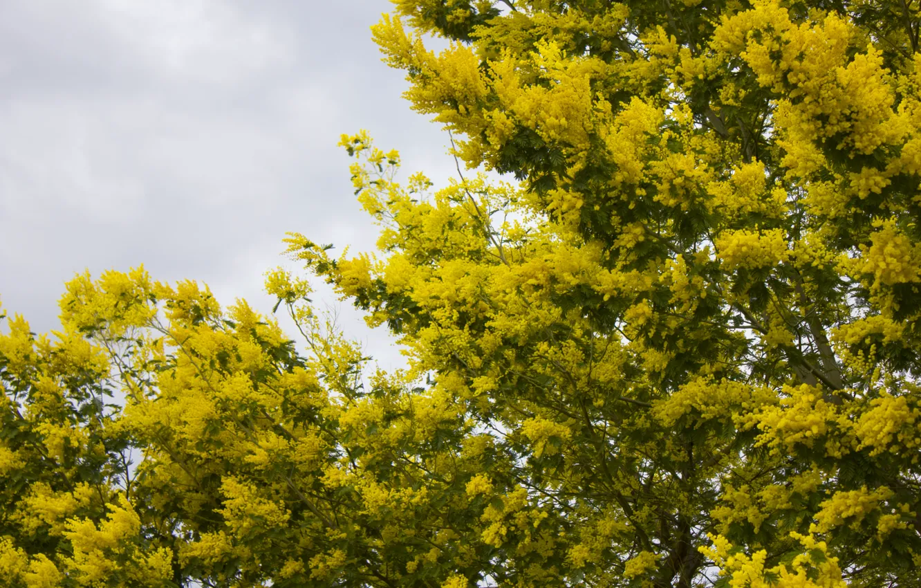 Photo wallpaper trees, yellow, flowering, Mimosa