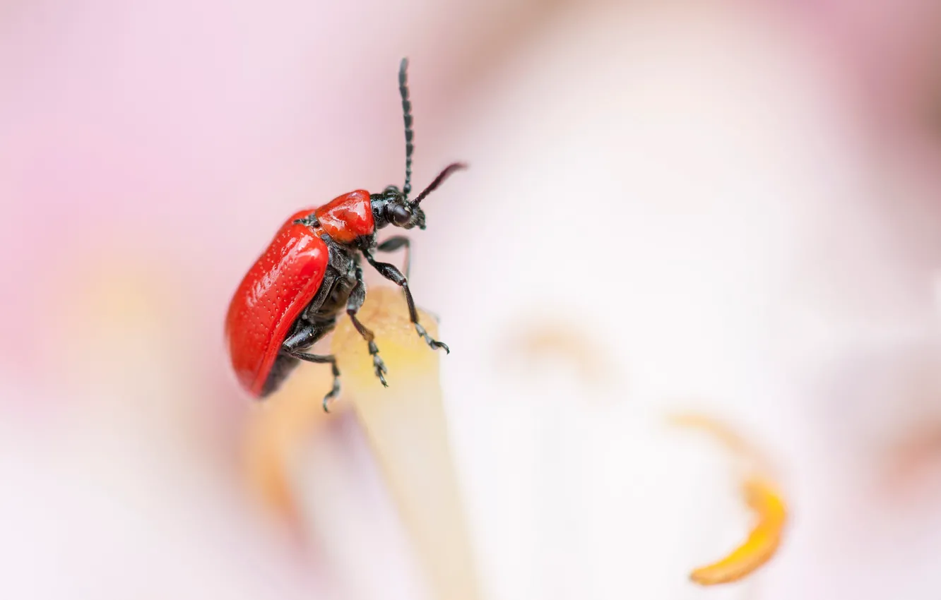 Photo wallpaper nature, paint, beetle, insect