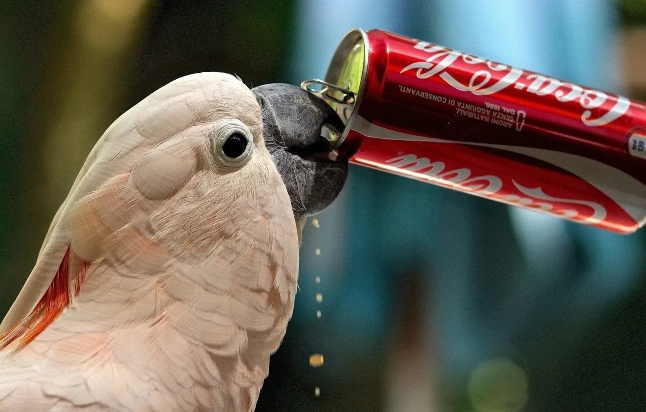 Photo wallpaper drops, bird, beak, parrot, Bank, coca-cola, Coca-Cola