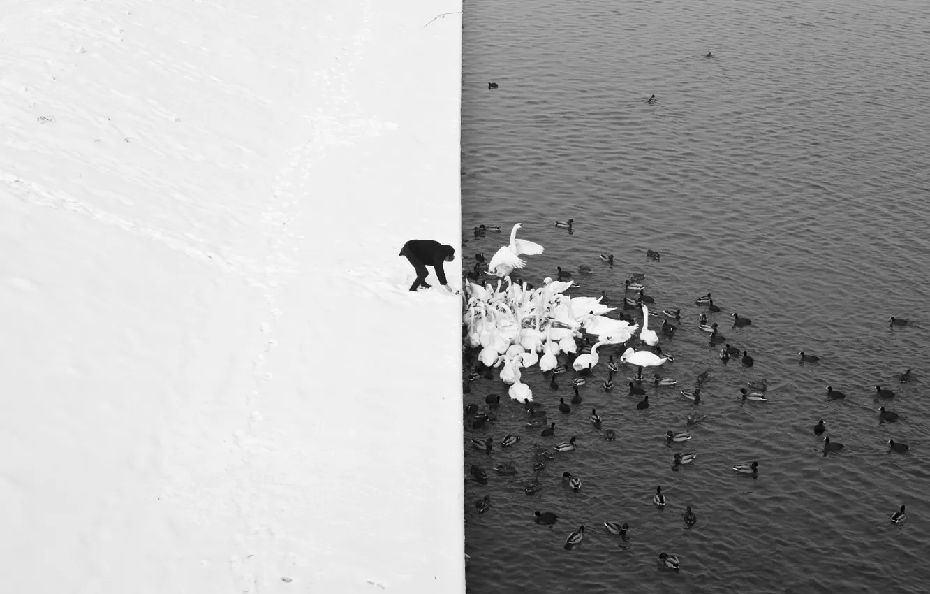 Photo wallpaper Nature, Minimalism, Lake, Snow, People, Swans