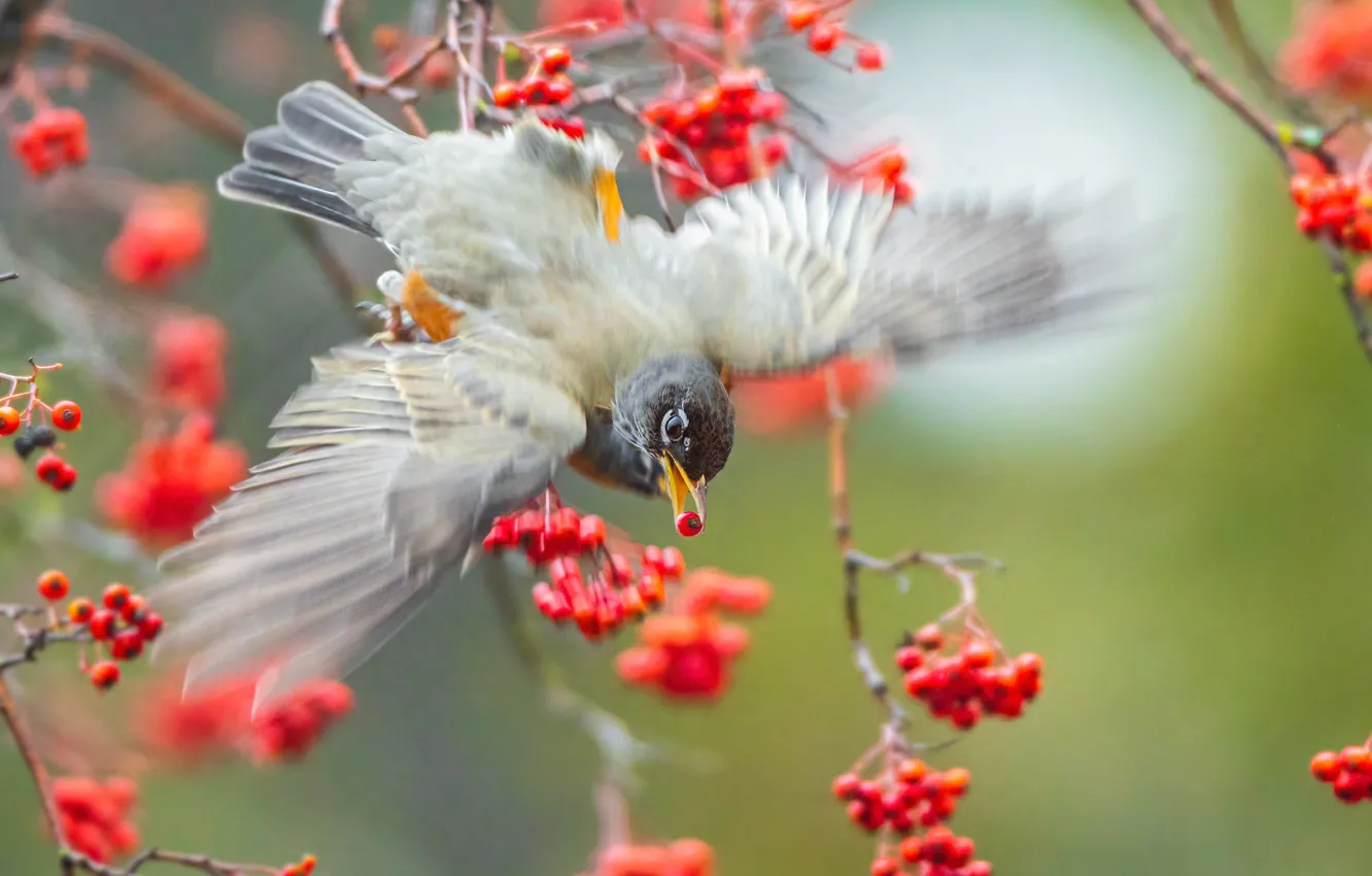 Photo wallpaper bird, CA, Rowan, American Robin, Hap Magee Ranch Park