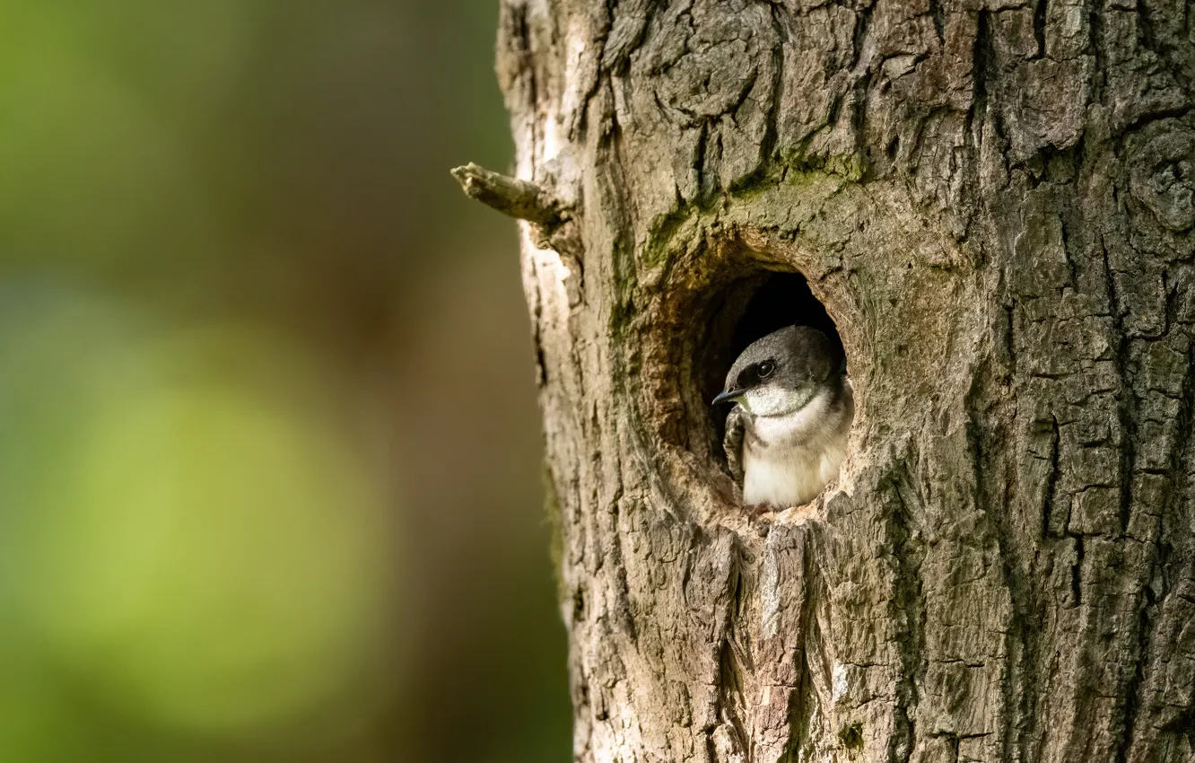 Photo wallpaper trees, Chicks, background, swallow, bird, trunk, the hollow