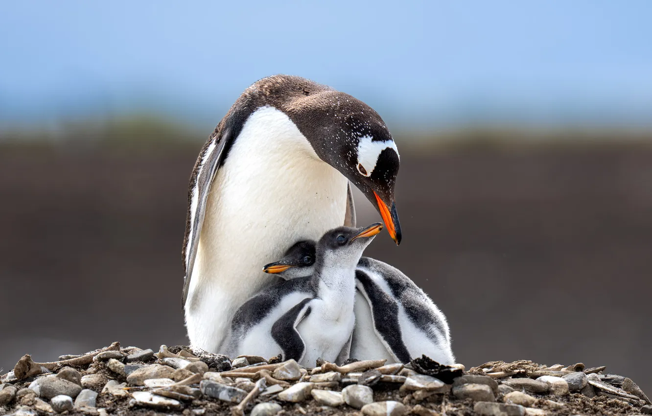 Photo wallpaper stones, bird, penguins, Chicks, mother, penguins