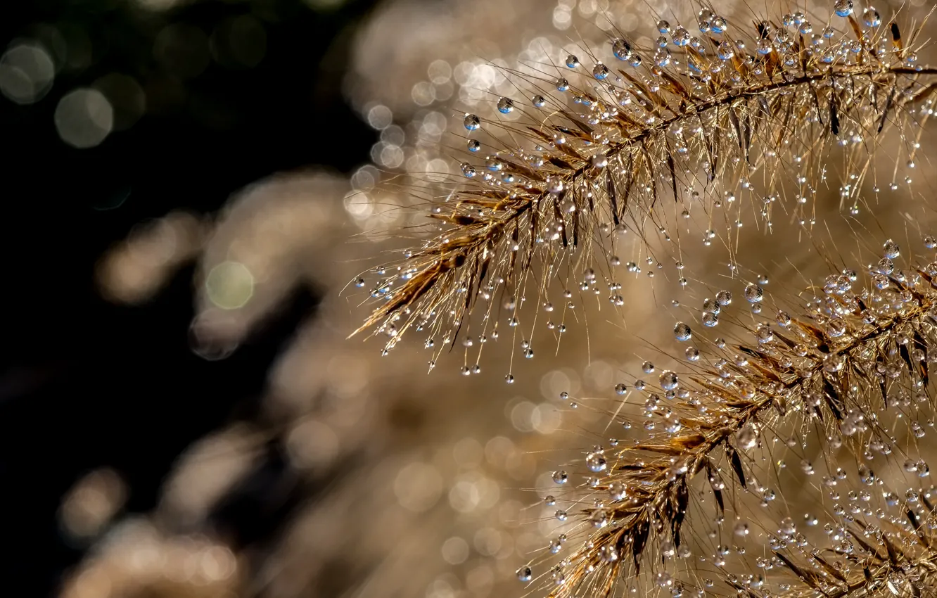 Photo wallpaper water, macro, Wallpaper, plant, water, water drops, macro, bokeh