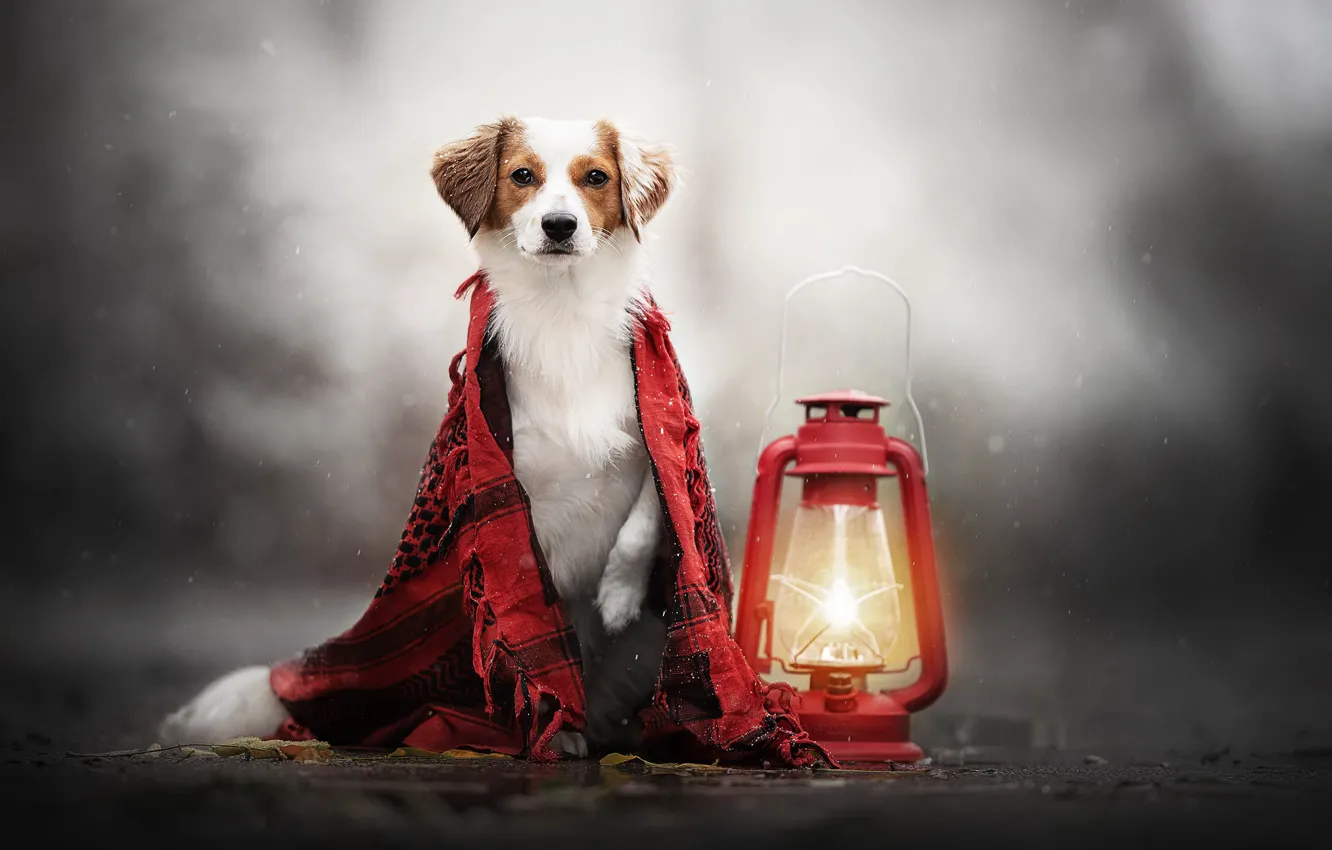 Photo wallpaper each, dog, lantern