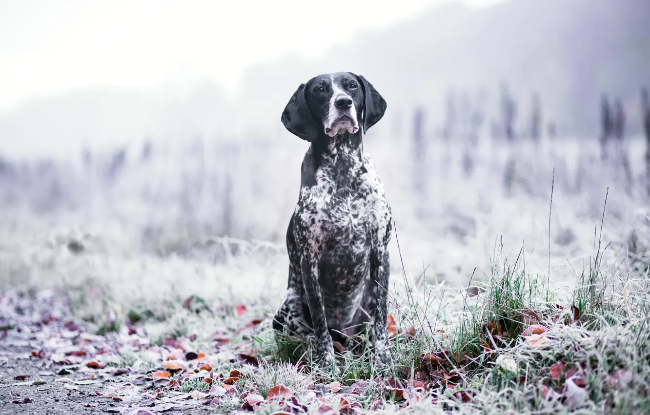 Photo wallpaper autumn, nature, each, dog