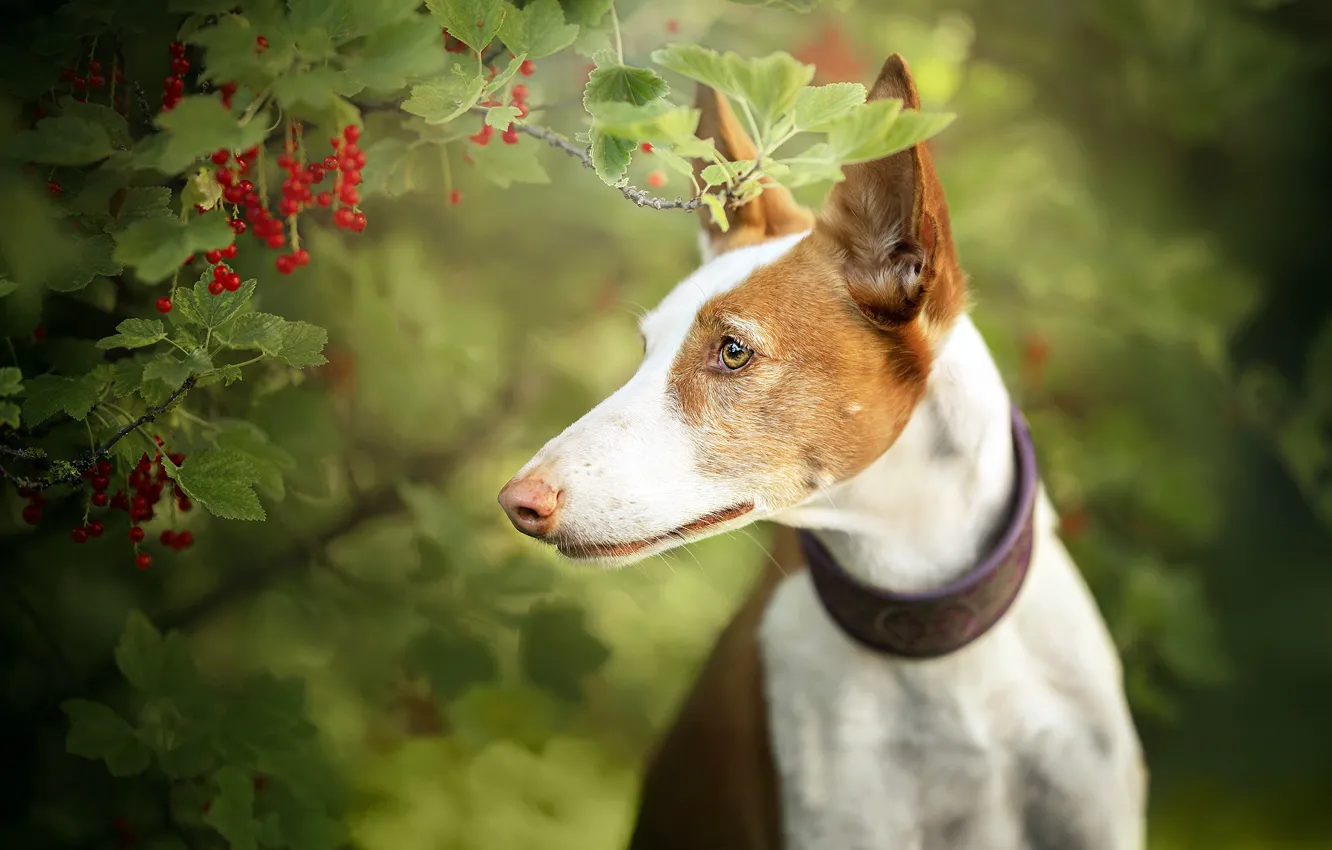 Photo wallpaper each, dog, currants