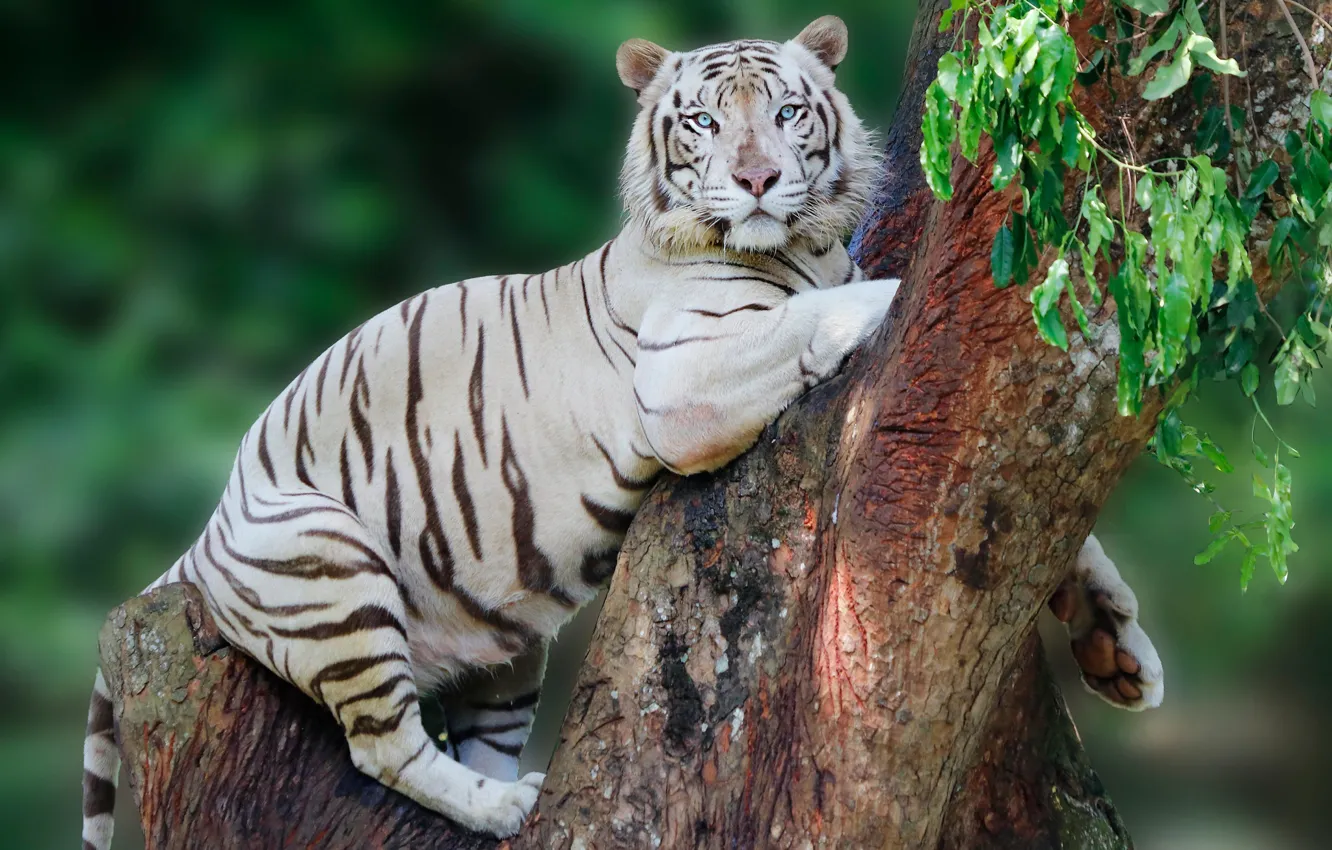 Photo wallpaper white, look, face, leaves, trees, tiger, pose, background