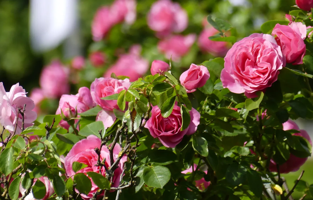 Photo wallpaper summer, leaves, light, flowers, roses, garden, pink, bokeh