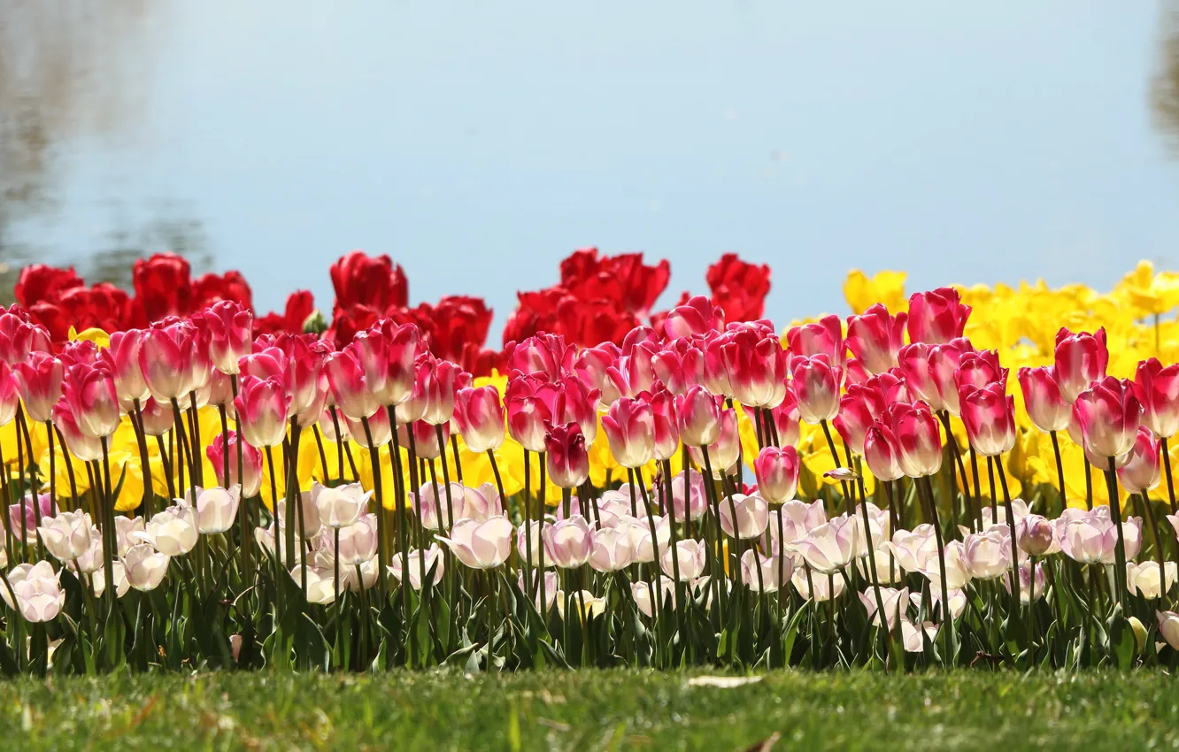 Photo wallpaper light, flowers, shore, spring, yellow, tulips, red, white