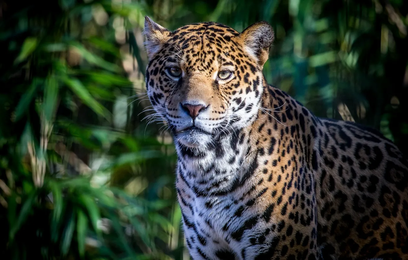 Photo wallpaper face, portrait, predator, Jaguar