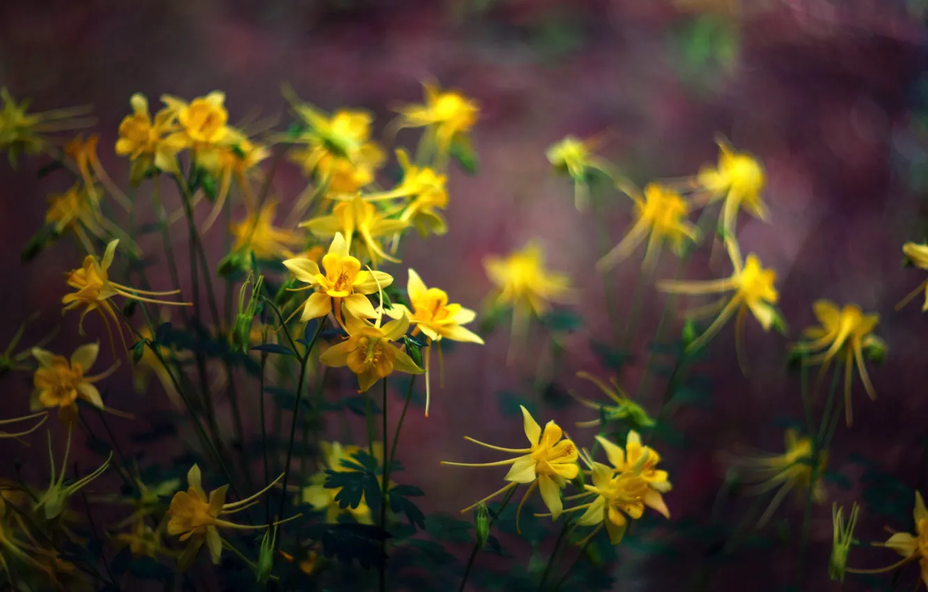 Photo wallpaper yellow, the catchment, Aquilegia