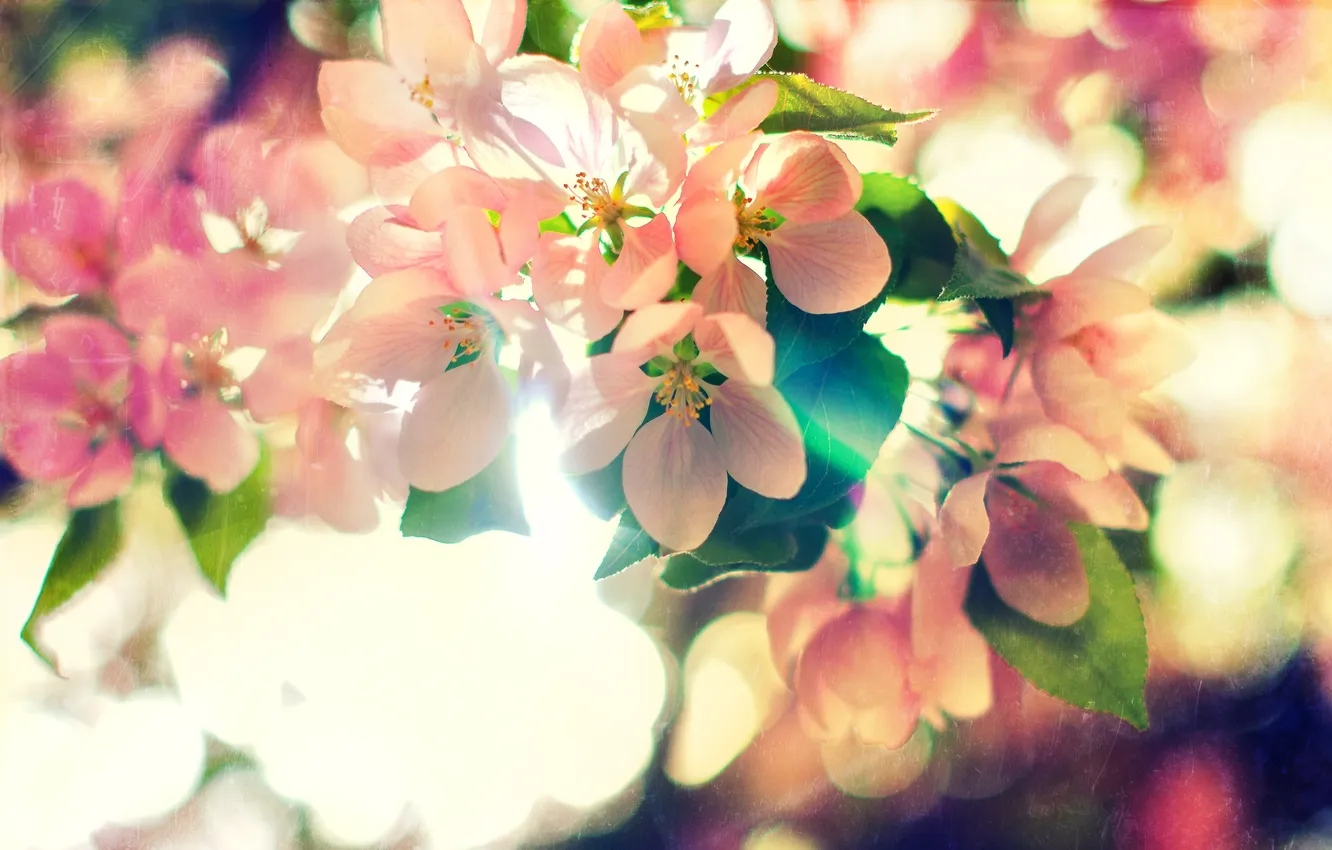 Photo wallpaper nature, texture, Blossoms of Spring