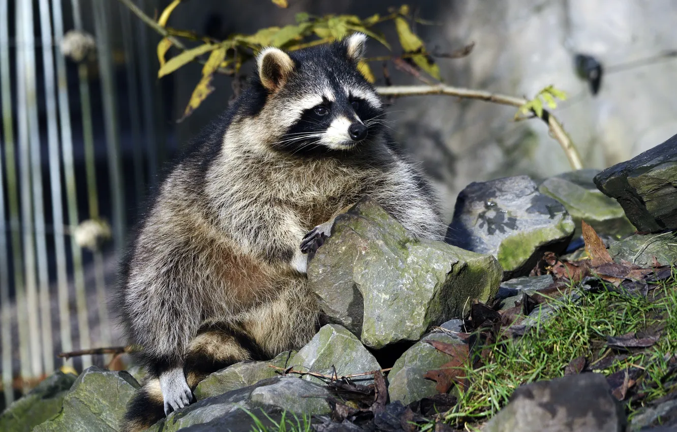 Photo wallpaper grass, look, stones, raccoon