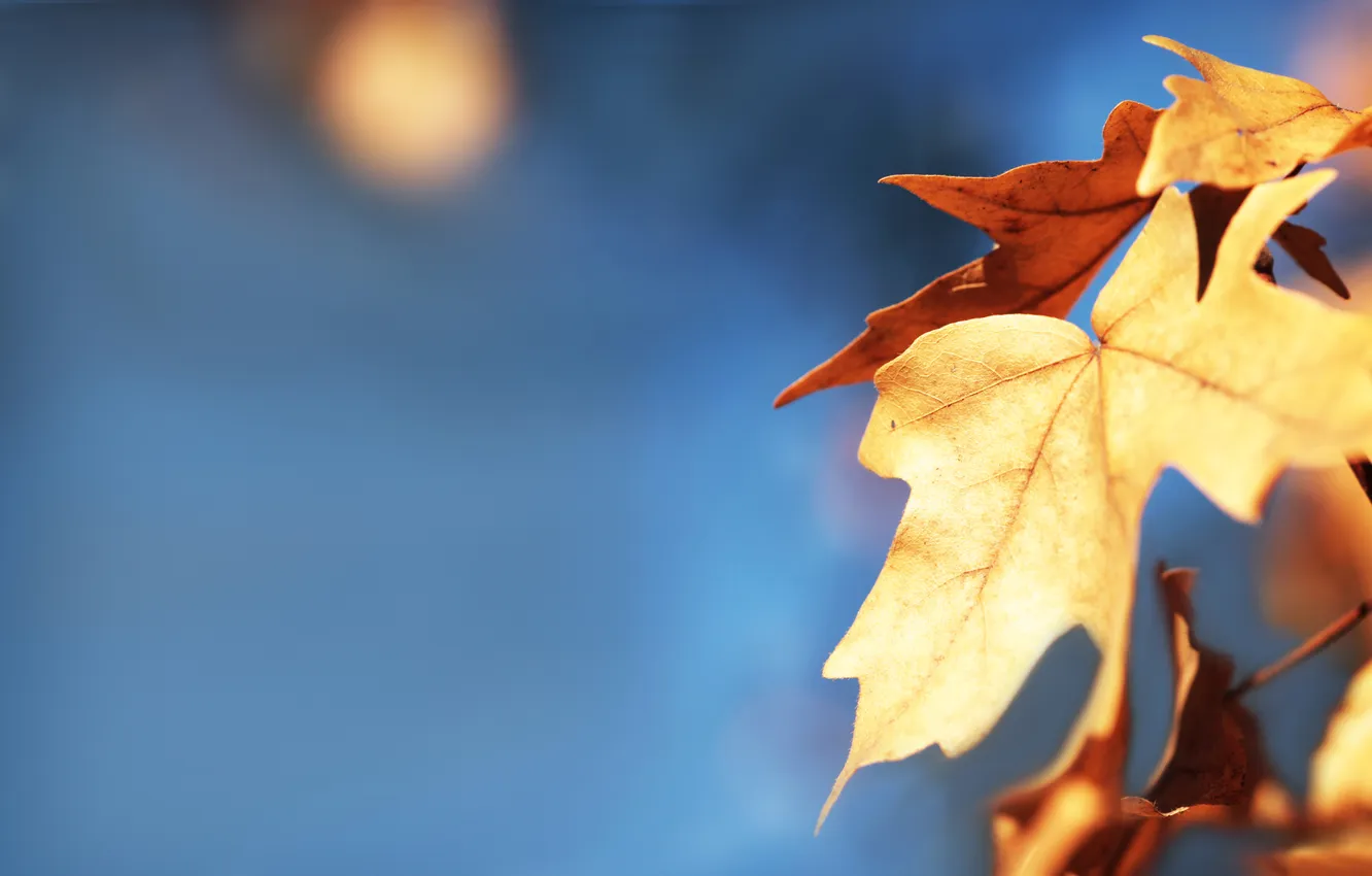 Photo wallpaper autumn, leaves, golden leaf