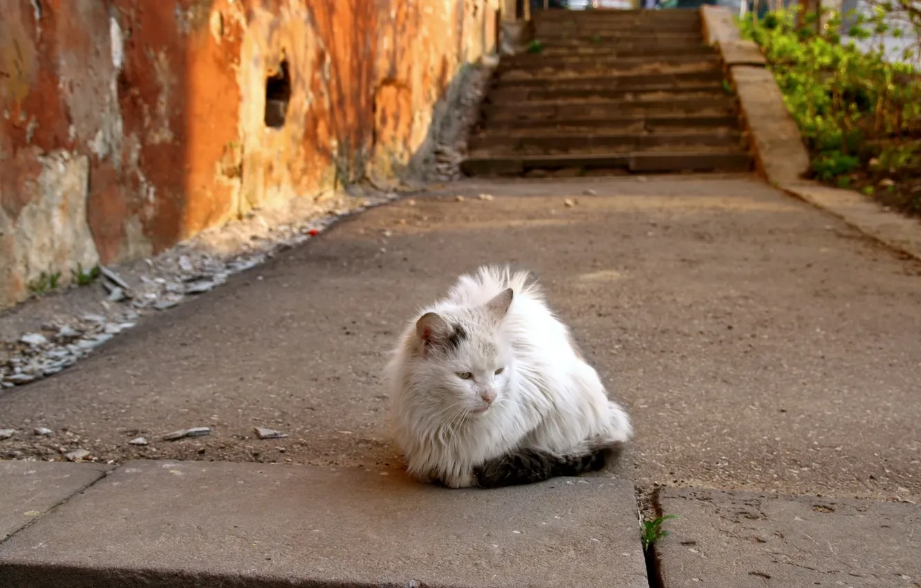 Photo wallpaper cat, background, street