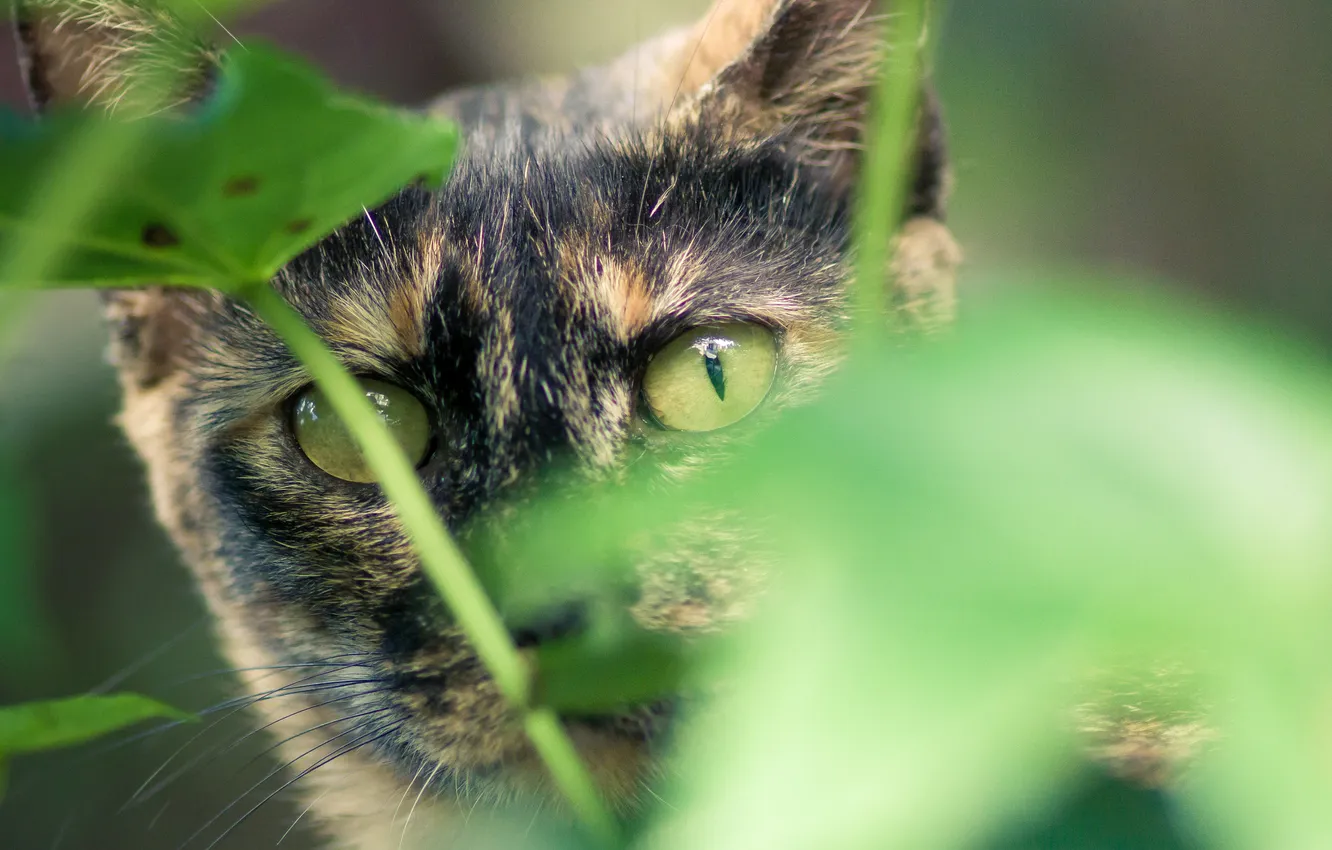 Photo wallpaper greens, cat, cat, look