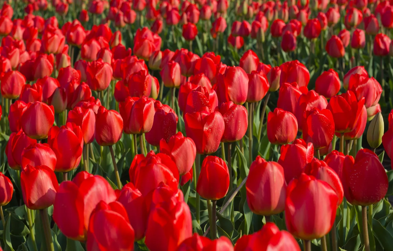 Photo wallpaper field, plantation, red tulips