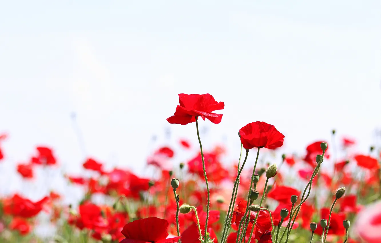 Photo wallpaper field, Maki, petals, stem, meadow