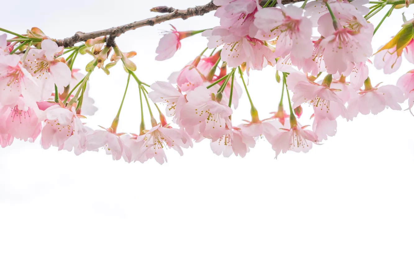 Photo wallpaper macro, cherry, tenderness, branch, spring, Sakura
