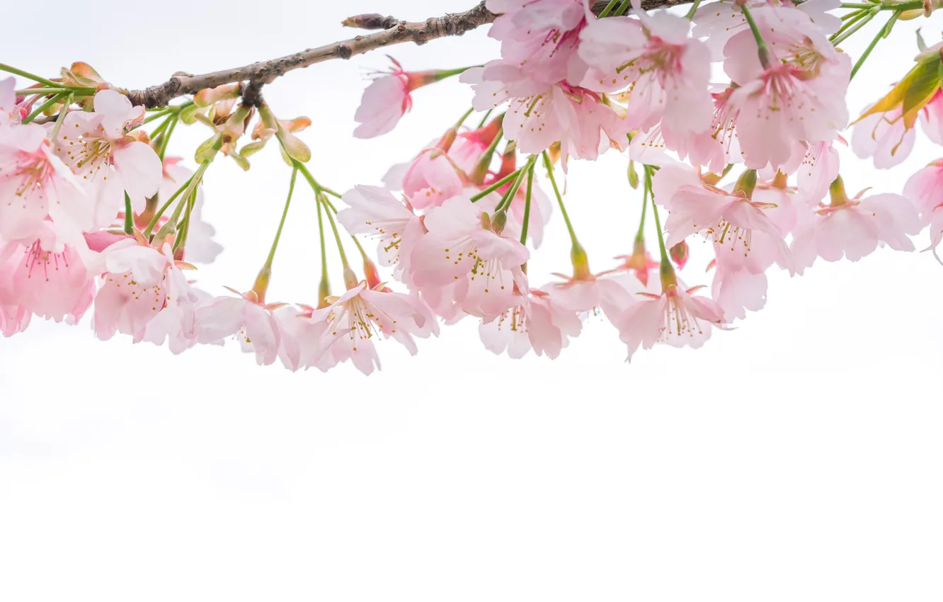 Photo wallpaper macro, branches, cherry, tenderness, spring, Sakura