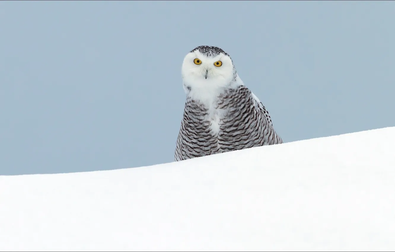 Photo wallpaper winter, animal, owl, bird, wallpapers