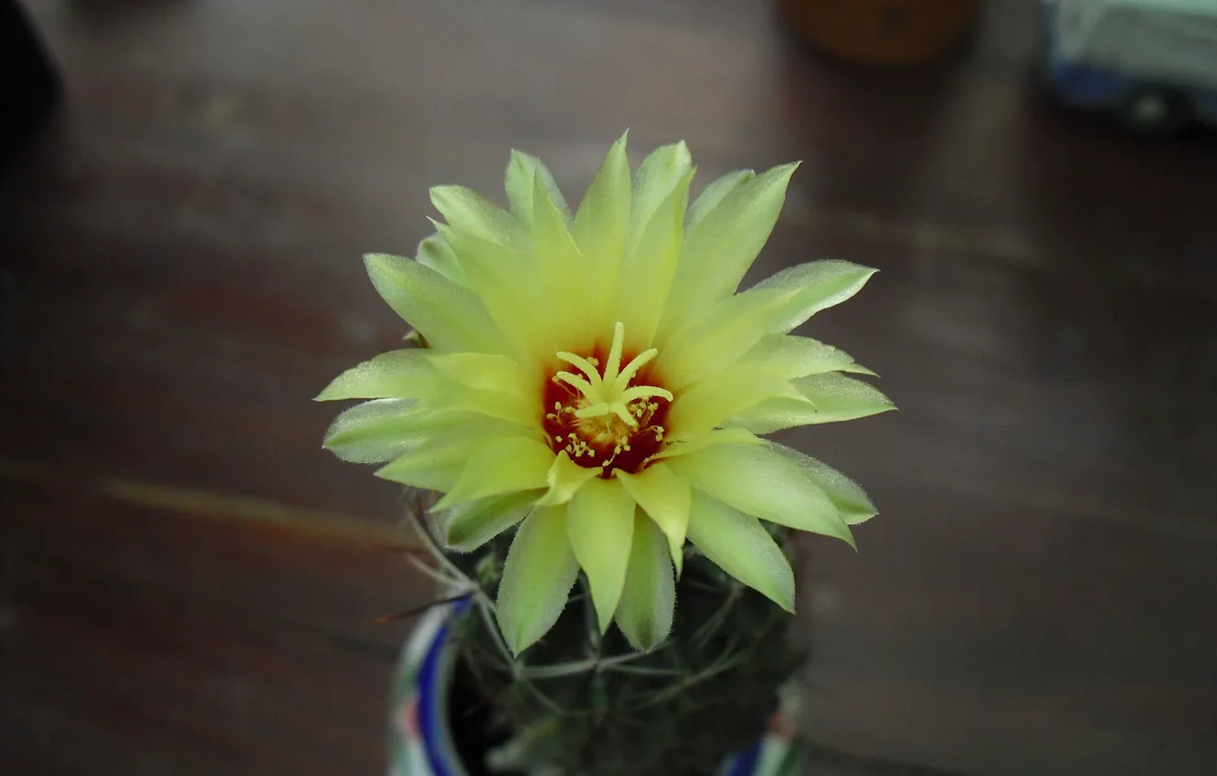 Photo wallpaper Thailand, Bangkok, cactus