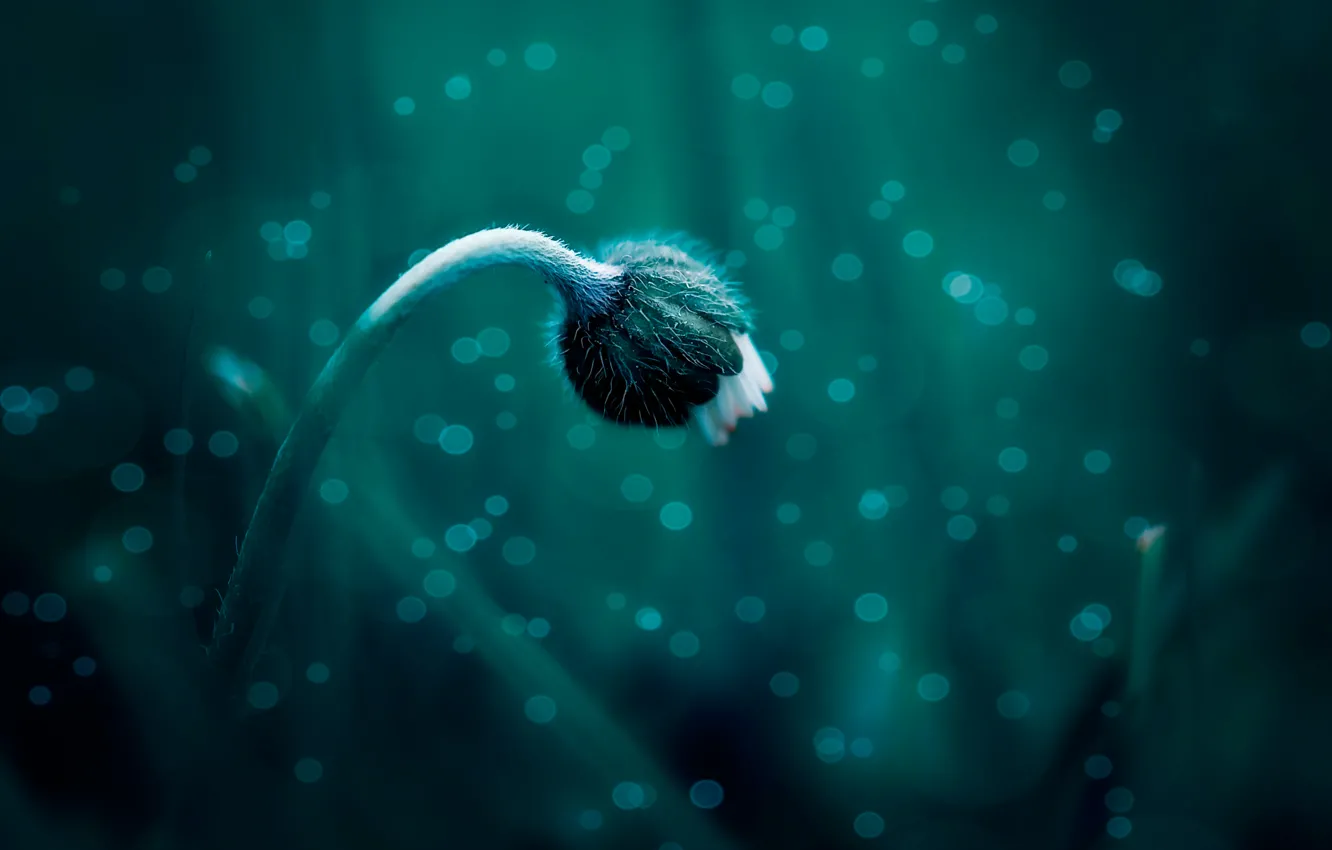 Photo wallpaper flower, macro, stem